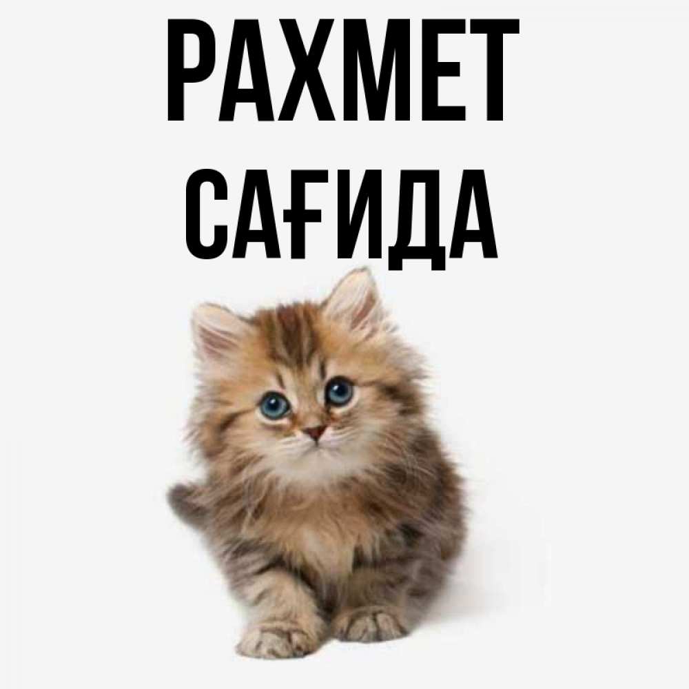 Күн сайын ашық хат с именем, САҒИДА рахмет пушистый котик Онлайн тегін жүктеп алу тілектері бар керемет карта 