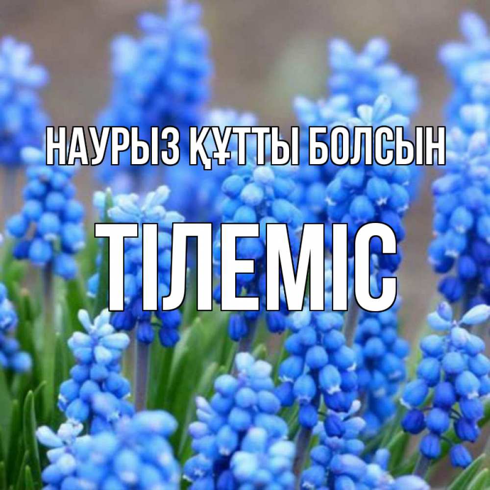 Күн сайын ашық хат с именем, ТІЛЕМІС Наурыз құтты болсын Поздравительная открытка для женщин с цветами на праздничную дату Онлайн тегін жүктеп алу тілектері бар керемет карта 
