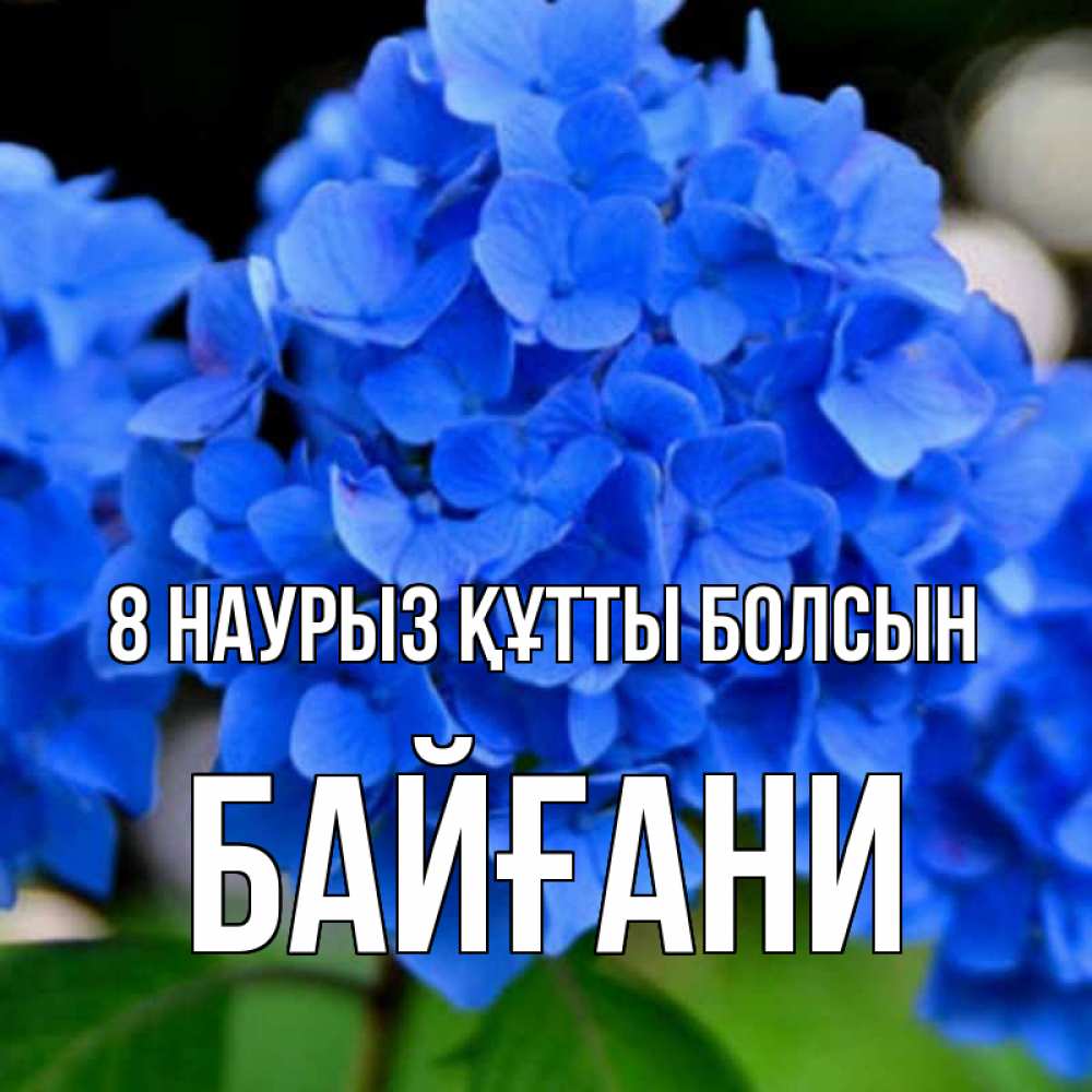Күн сайын ашық хат с именем, Байғани 8 наурыз құтты болсын синие цветы Онлайн тегін жүктеп алу тілектері бар керемет карта 