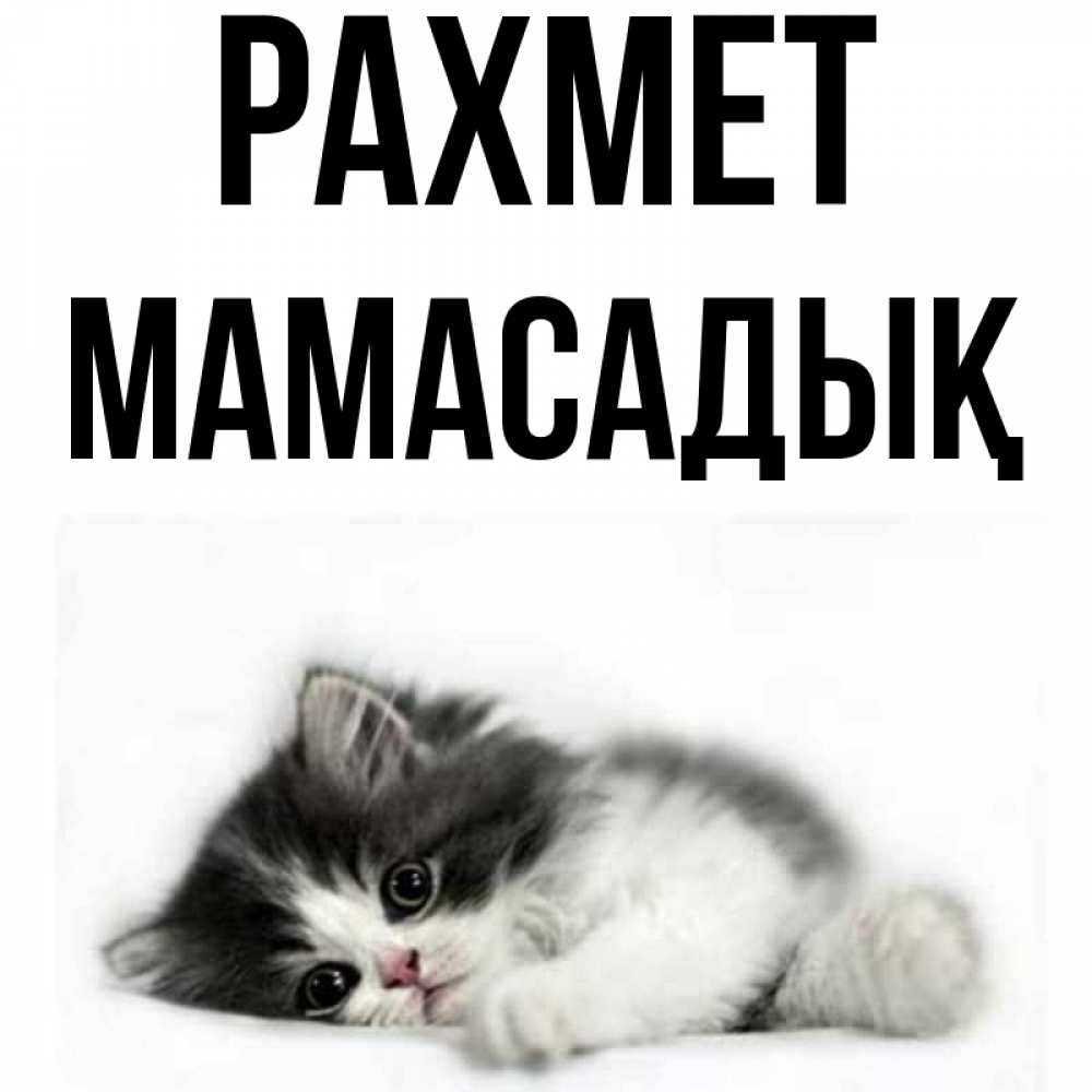 Күн сайын ашық хат с именем, МАМАСАДЫҚ рахмет черный и белый кот Онлайн тегін жүктеп алу тілектері бар керемет карта 