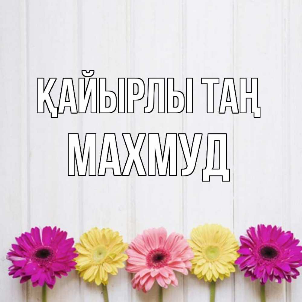 Күн сайын ашық хат с именем, Махмуд Қайырлы таң красный желтый и розовый цветок Онлайн тегін жүктеп алу тілектері бар керемет карта 