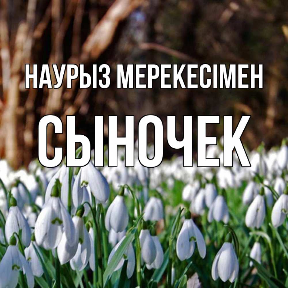 Күн сайын ашық хат с именем, Сыночек Наурыз мерекесімен с подснежниками 1 Онлайн тегін жүктеп алу тілектері бар керемет карта 