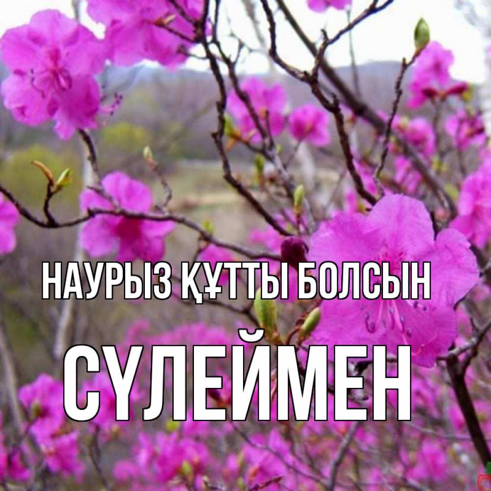 Күн сайын ашық хат с именем, СҮЛЕЙМЕН Наурыз құтты болсын наурыз мейрамы кутты болсын Онлайн тегін жүктеп алу тілектері бар керемет карта 