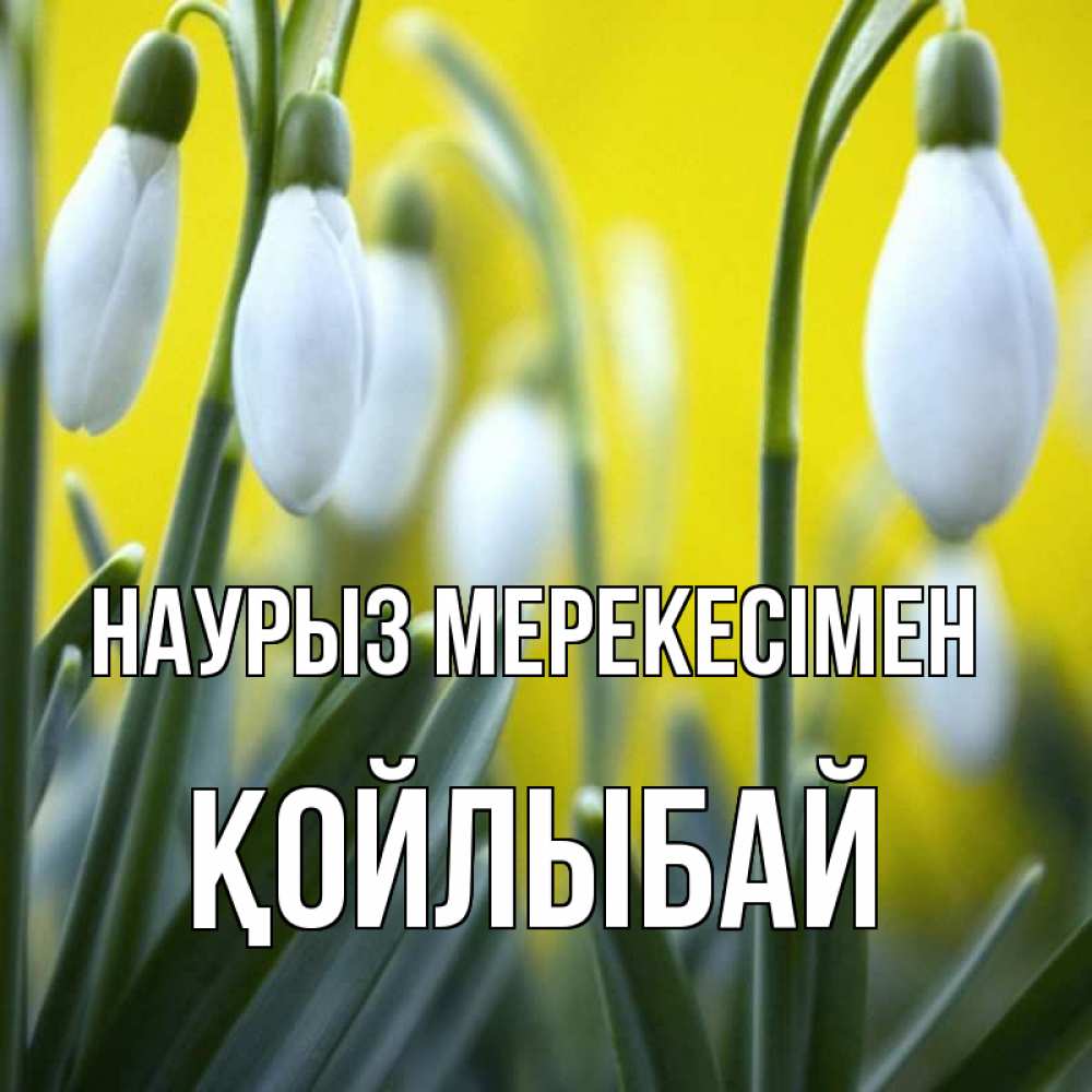 Күн сайын ашық хат с именем, Қойлыбай Наурыз мерекесімен весенние цветы Онлайн тегін жүктеп алу тілектері бар керемет карта 