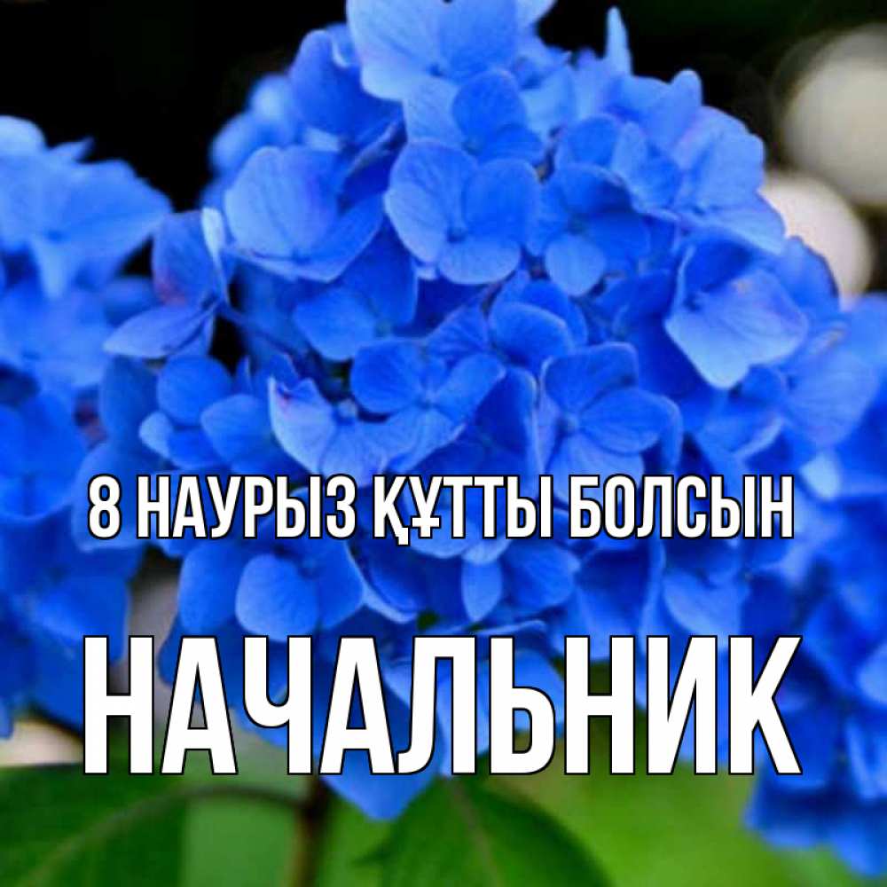 Күн сайын ашық хат с именем, Начальник 8 наурыз құтты болсын синие цветы Онлайн тегін жүктеп алу тілектері бар керемет карта 