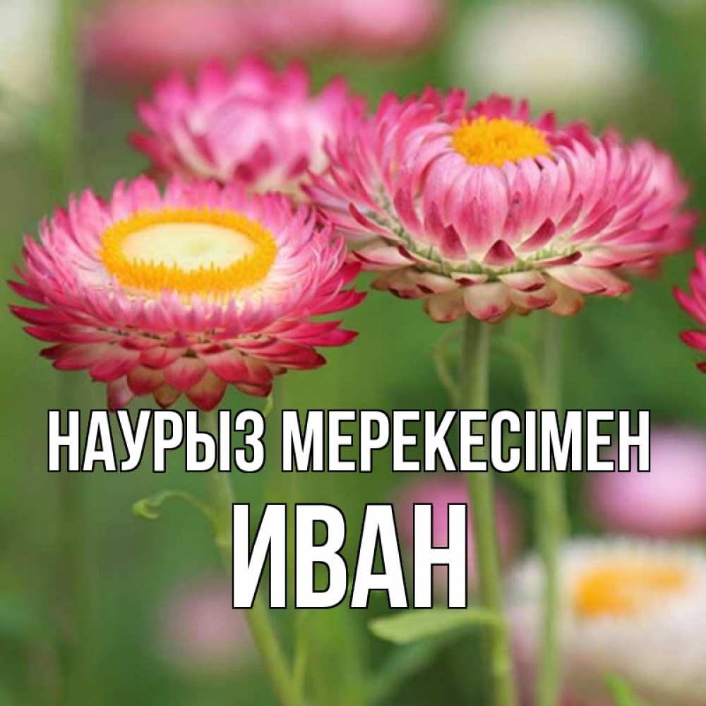 Күн сайын ашық хат с именем, Иван Наурыз мерекесімен подарок на международный женский день Онлайн тегін жүктеп алу тілектері бар керемет карта 