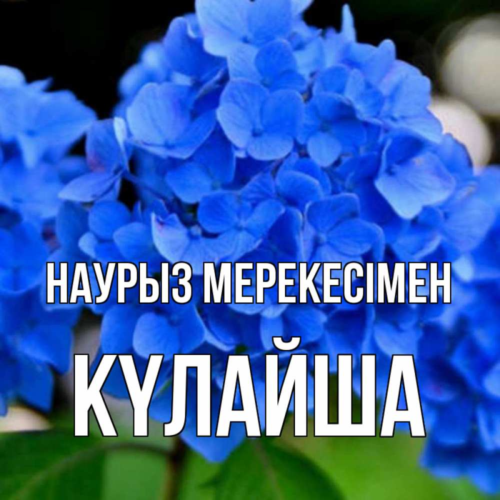 Күн сайын ашық хат с именем, КҮЛАЙША Наурыз мерекесімен синие цветы Онлайн тегін жүктеп алу тілектері бар керемет карта 