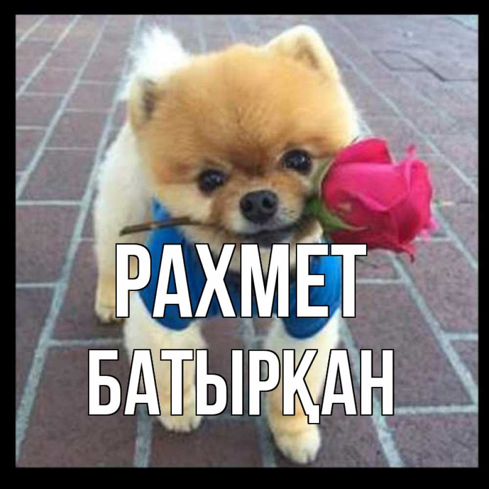 Күн сайын ашық хат с именем, Батырқан рахмет спасибо и дарю тебе цветок Онлайн тегін жүктеп алу тілектері бар керемет карта 