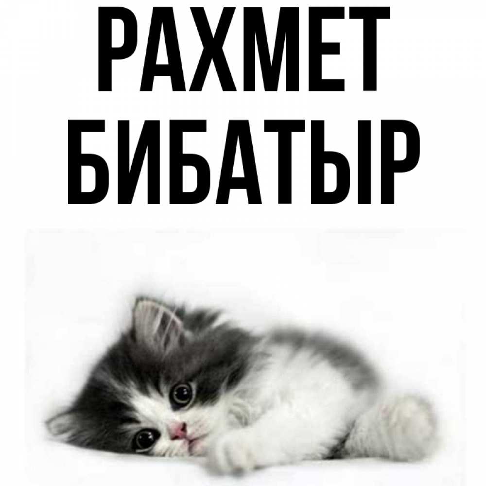 Күн сайын ашық хат с именем, Бибатыр рахмет черный и белый кот Онлайн тегін жүктеп алу тілектері бар керемет карта 