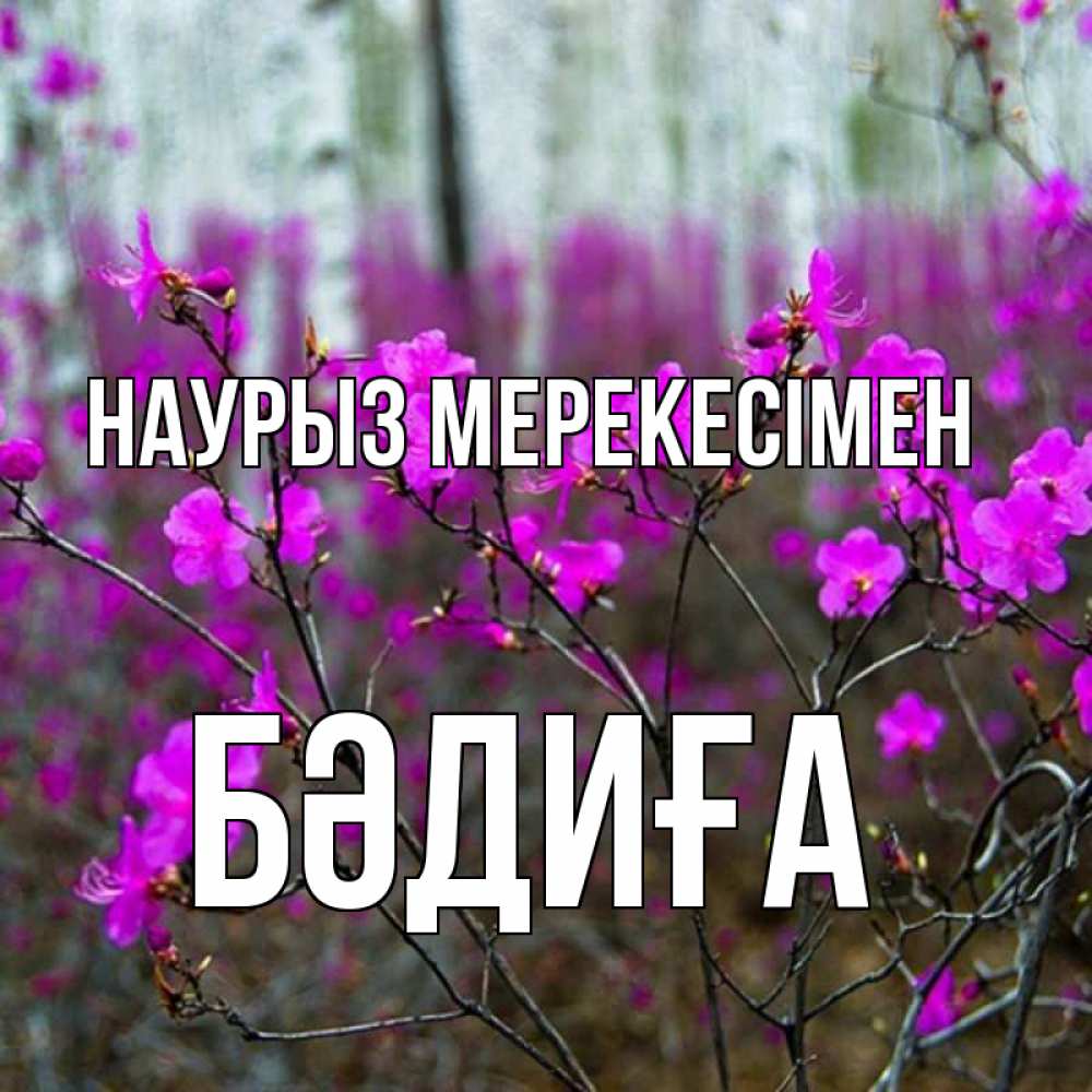 Күн сайын ашық хат с именем, БӘДИҒА Наурыз мерекесімен дикие цветы Онлайн тегін жүктеп алу тілектері бар керемет карта 