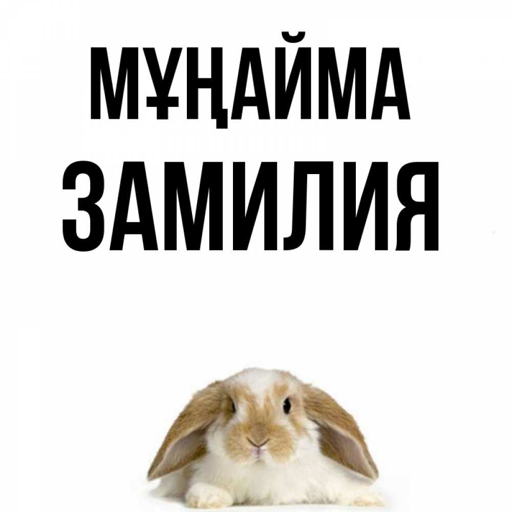 Күн сайын ашық хат с именем, ЗАМИЛИЯ Мұңайма коричнево белый заяц с большими ушками Онлайн тегін жүктеп алу тілектері бар керемет карта 