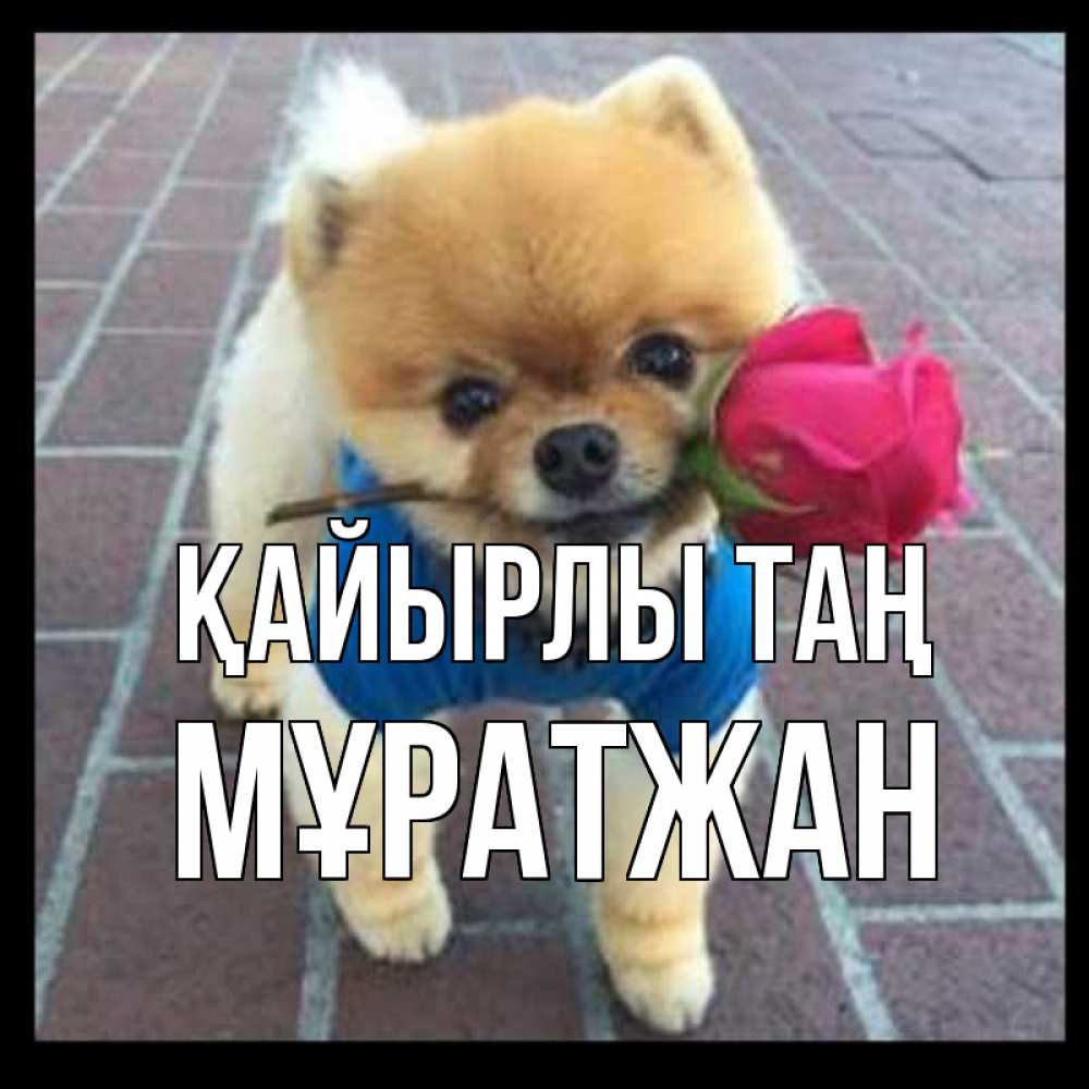 Күн сайын ашық хат с именем, Мұратжан Қайырлы таң роза в зубах Онлайн тегін жүктеп алу тілектері бар керемет карта 