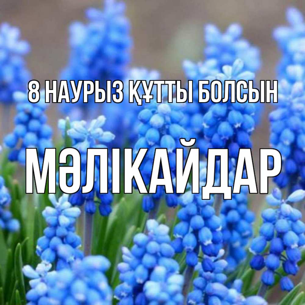 Күн сайын ашық хат с именем, МӘЛІКАЙДАР 8 наурыз құтты болсын Поздравительная открытка для женщин с цветами на праздничную дату Онлайн тегін жүктеп алу тілектері бар керемет карта 