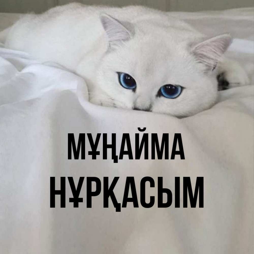 Күн сайын ашық хат с именем, НҰРҚАСЫМ Мұңайма Голубоглазая кошка Онлайн тегін жүктеп алу тілектері бар керемет карта 