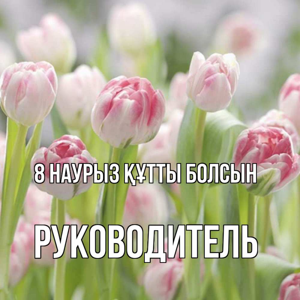 Күн сайын ашық хат с именем, Руководитель 8 наурыз құтты болсын цветы Онлайн тегін жүктеп алу тілектері бар керемет карта 