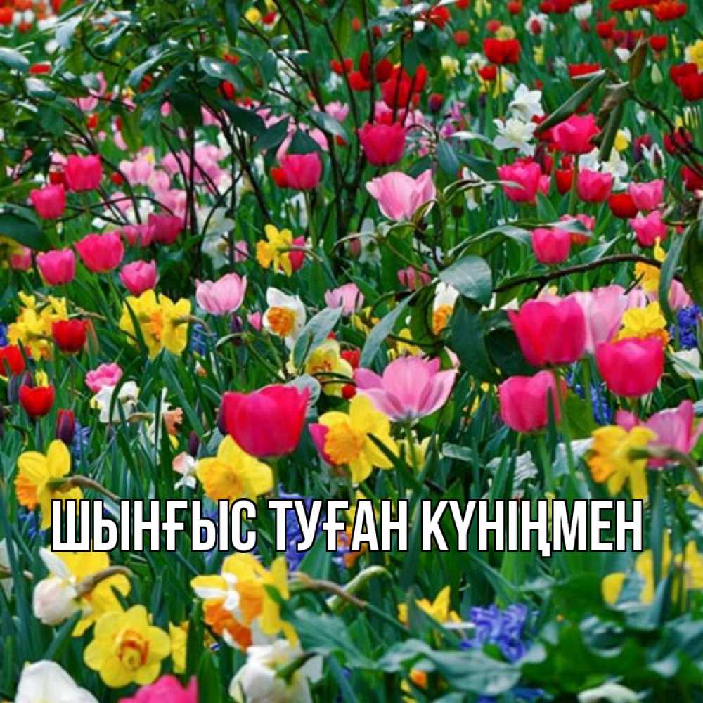 Күн сайын ашық хат с именем, ШЫНҒЫС-ТУҒАН-КҮНІҢМЕН Главная с наурызом праздником весны поздравления для женщины Онлайн тегін жүктеп алу тілектері бар керемет карта 