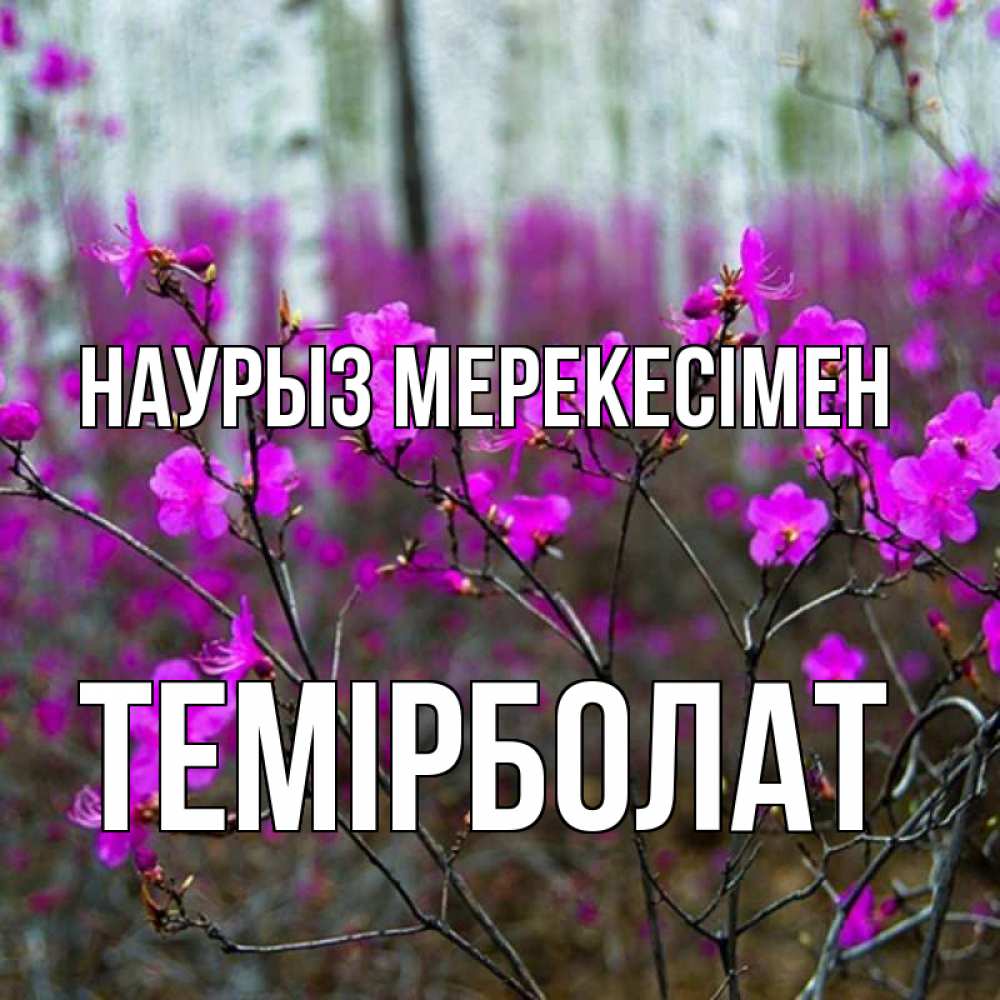 Күн сайын ашық хат с именем, ТЕМІРБОЛАТ Наурыз мерекесімен дикие цветы Онлайн тегін жүктеп алу тілектері бар керемет карта 