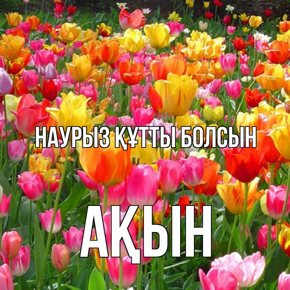 Күн сайын ашық хат с именем, Ақын Наурыз құтты болсын на наурыз  ура ура Онлайн тегін жүктеп алу тілектері бар керемет карта 