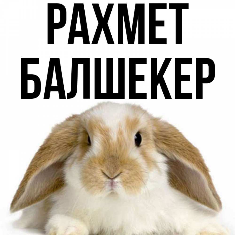 Күн сайын ашық хат с именем, БАЛШЕКЕР рахмет коричнево белый заяц Онлайн тегін жүктеп алу тілектері бар керемет карта 