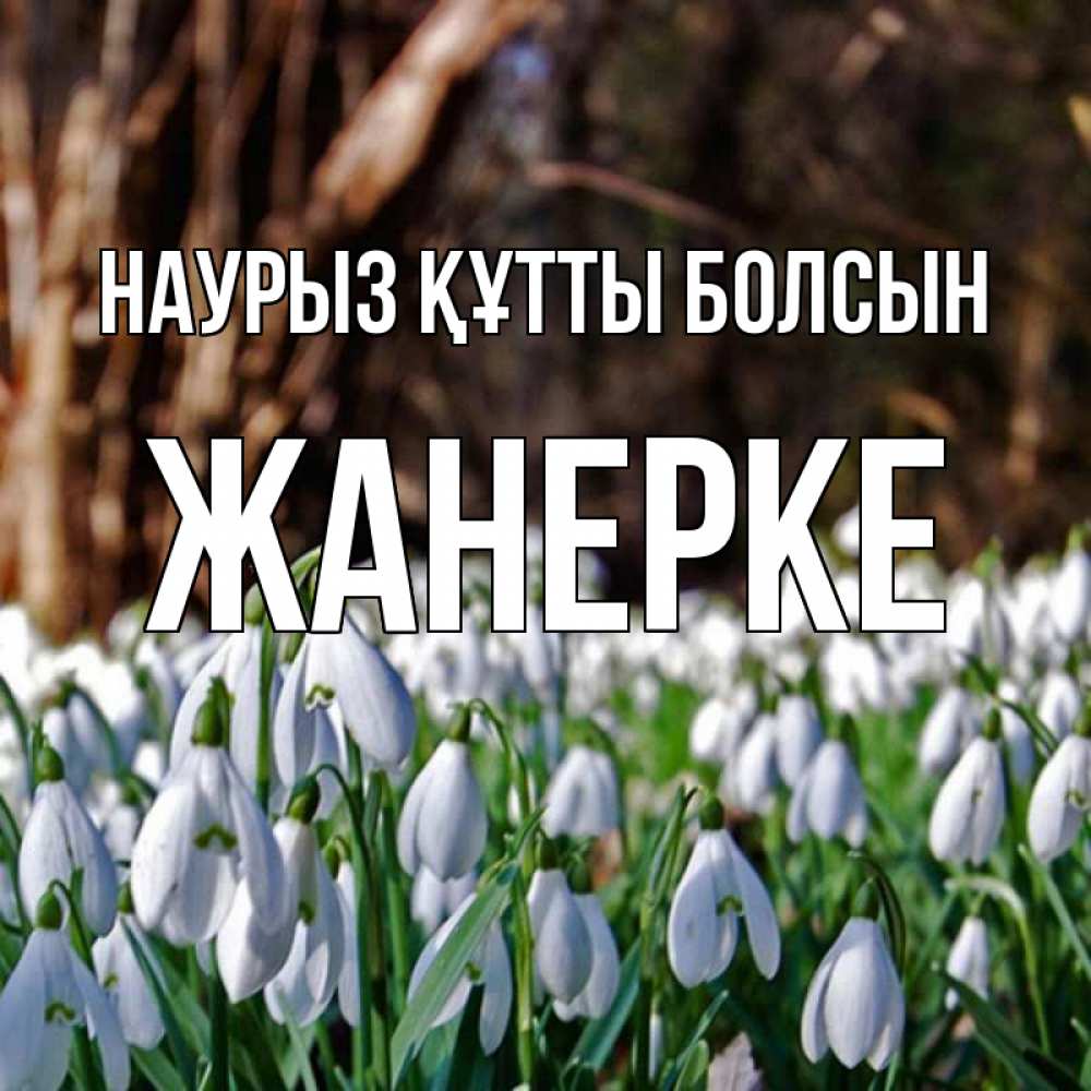 Күн сайын ашық хат с именем, ЖАНЕРКЕ Наурыз құтты болсын с подснежниками 1 Онлайн тегін жүктеп алу тілектері бар керемет карта 