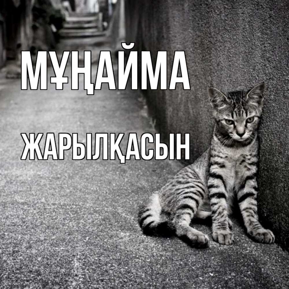 Күн сайын ашық хат с именем, Жарылқасын Мұңайма скучающий котик Онлайн тегін жүктеп алу тілектері бар керемет карта 