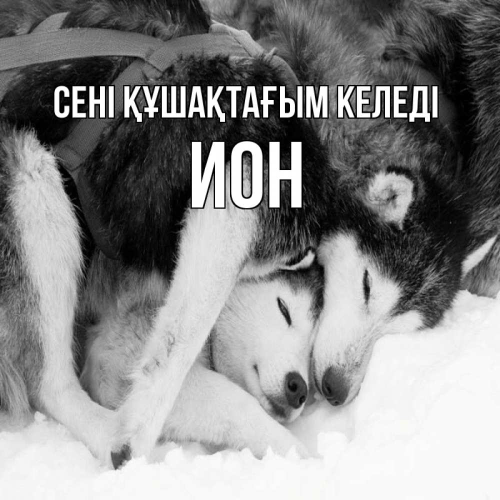 Күн сайын ашық хат с именем, Ион сені құшақтағым келеді собачки в упряжке Онлайн тегін жүктеп алу тілектері бар керемет карта 