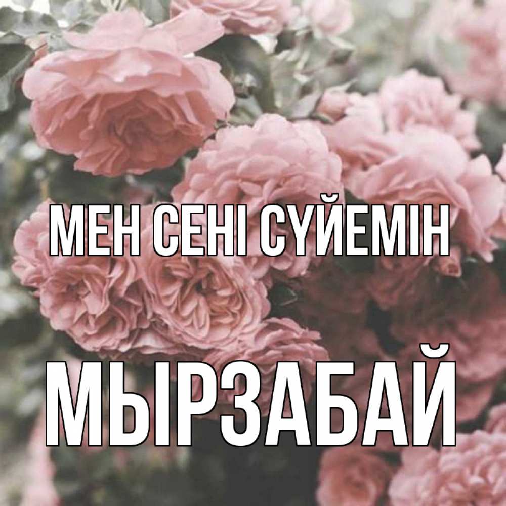 Күн сайын ашық хат с именем, Мырзабай Мен сені сүйемін розы 3 Онлайн тегін жүктеп алу тілектері бар керемет карта 
