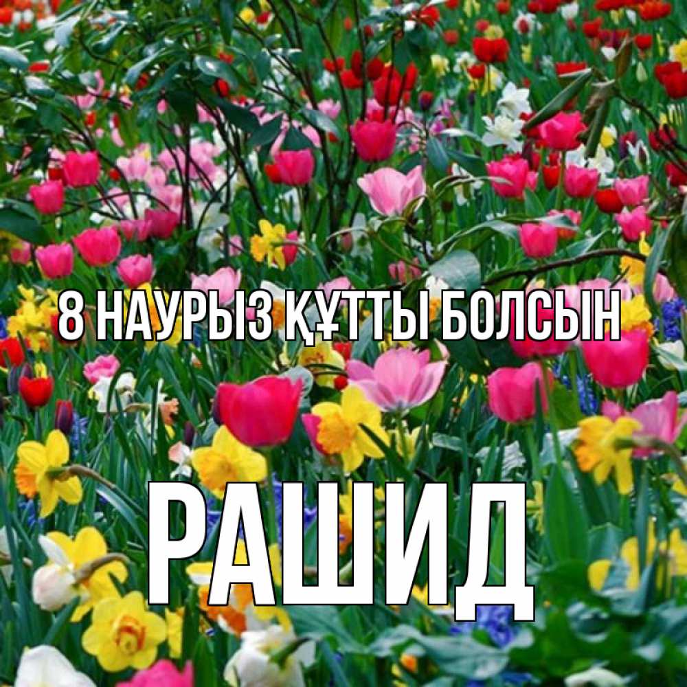 Күн сайын ашық хат с именем, Рашид 8 наурыз құтты болсын с международным женским днем поздравления для женщины Онлайн тегін жүктеп алу тілектері бар керемет карта 