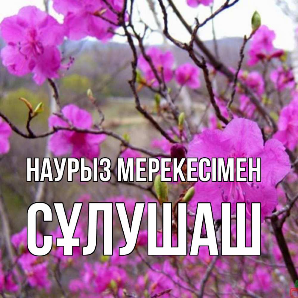 Күн сайын ашық хат с именем, СҰЛУШАШ Наурыз мерекесімен праздник весны наурыз Онлайн тегін жүктеп алу тілектері бар керемет карта 