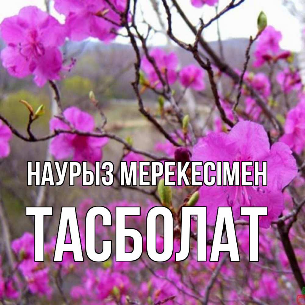 Күн сайын ашық хат с именем, ТАСБОЛАТ Наурыз мерекесімен праздник весны наурыз Онлайн тегін жүктеп алу тілектері бар керемет карта 