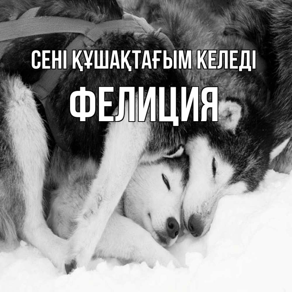 Күн сайын ашық хат с именем, Фелиция сені құшақтағым келеді собачки в упряжке Онлайн тегін жүктеп алу тілектері бар керемет карта 