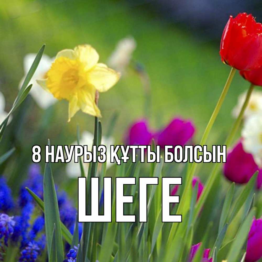Күн сайын ашық хат с именем, ШЕГЕ 8 наурыз құтты болсын международный женский день 3 Онлайн тегін жүктеп алу тілектері бар керемет карта 