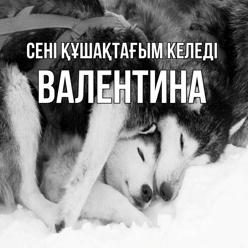 Күн сайын ашық хат с именем, Валентина сені құшақтағым келеді собачки в упряжке Онлайн тегін жүктеп алу тілектері бар керемет карта 