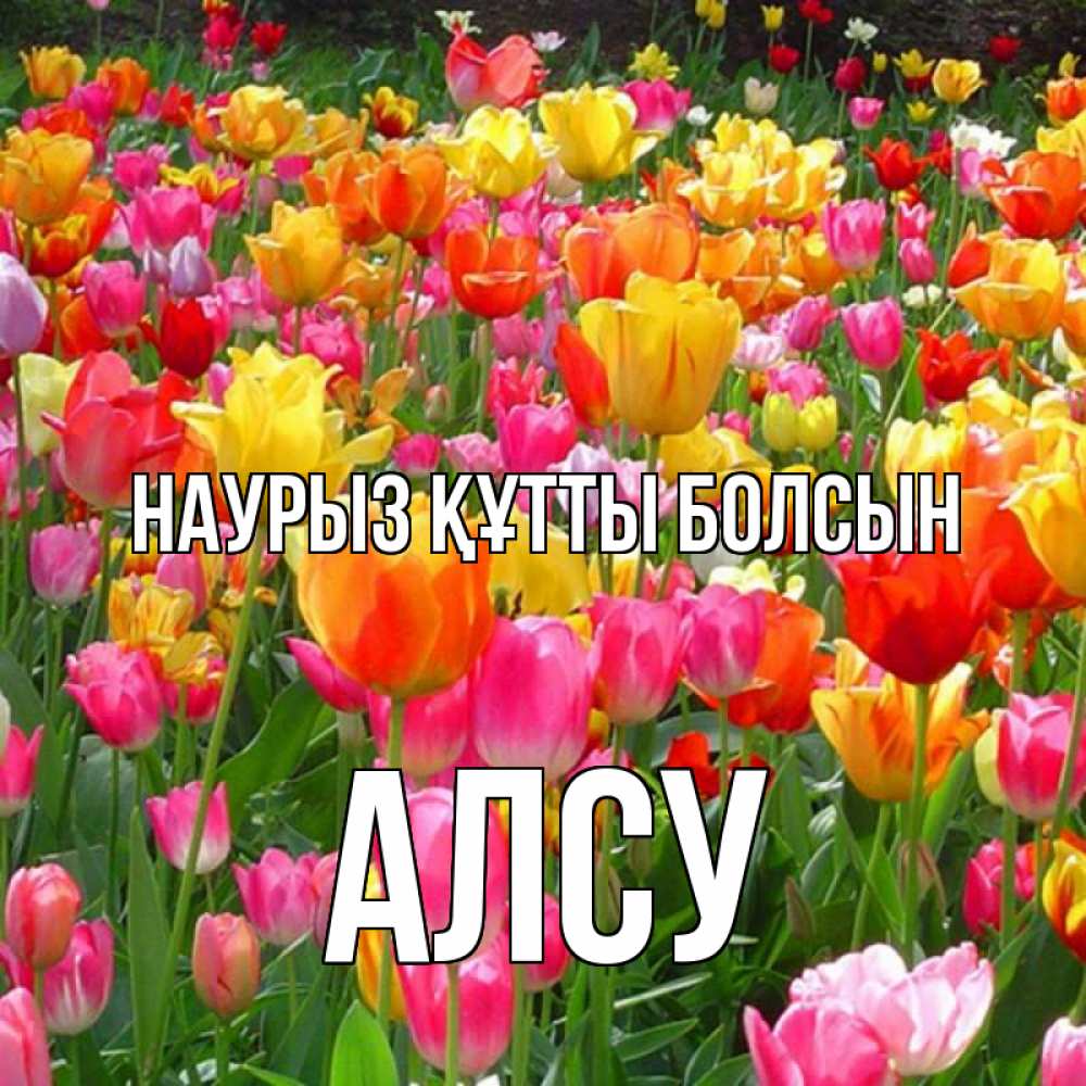 Күн сайын ашық хат с именем, Алсу Наурыз құтты болсын на наурыз  ура ура Онлайн тегін жүктеп алу тілектері бар керемет карта 