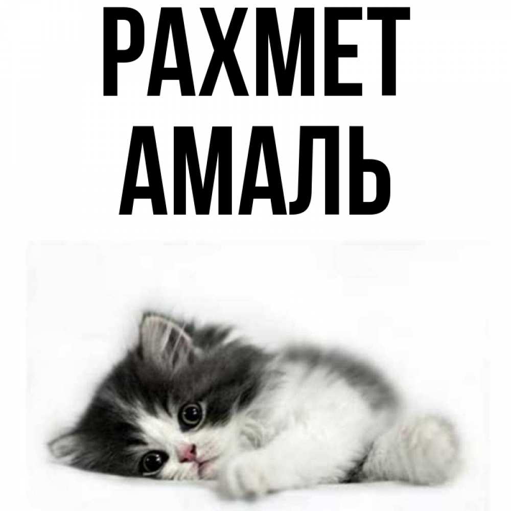 Күн сайын ашық хат с именем, Амаль рахмет черный и белый кот Онлайн тегін жүктеп алу тілектері бар керемет карта 