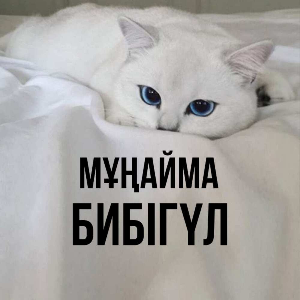 Күн сайын ашық хат с именем, БИБІГҮЛ Мұңайма Голубоглазая кошка Онлайн тегін жүктеп алу тілектері бар керемет карта 