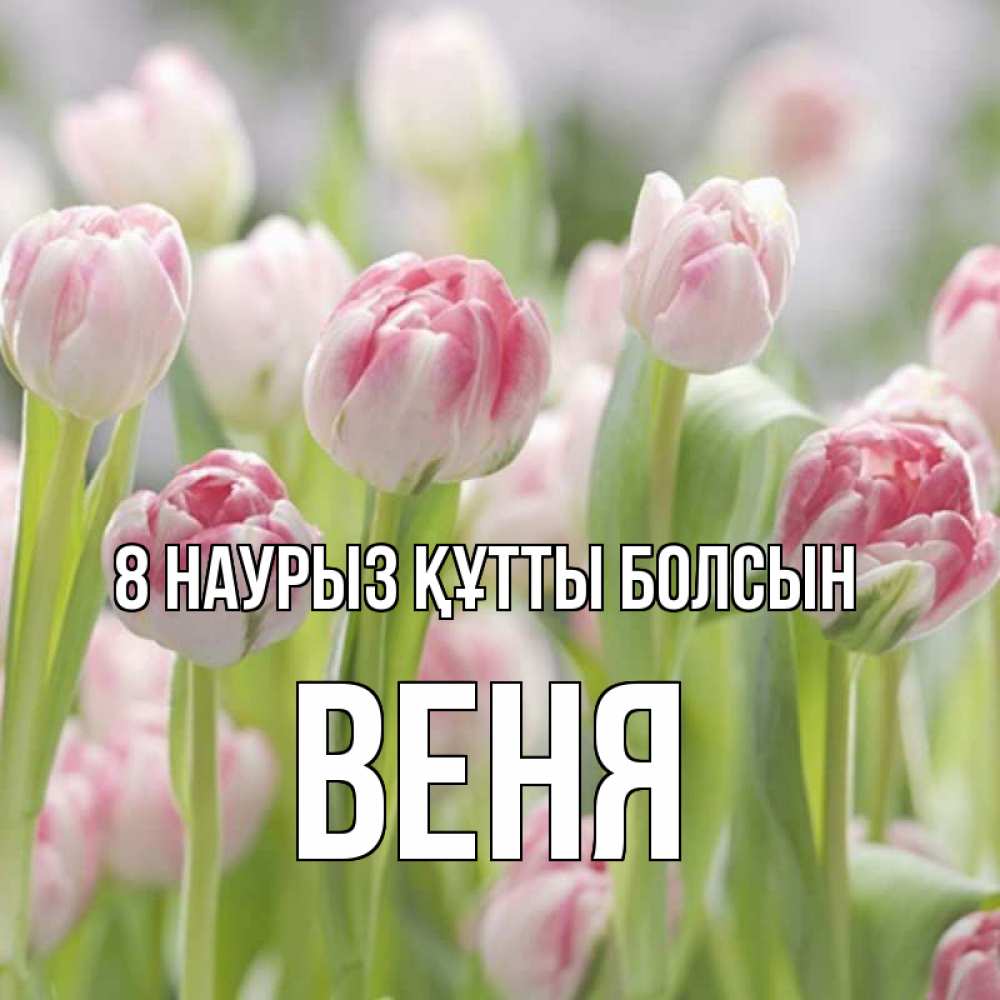 Күн сайын ашық хат с именем, Веня 8 наурыз құтты болсын цветы Онлайн тегін жүктеп алу тілектері бар керемет карта 
