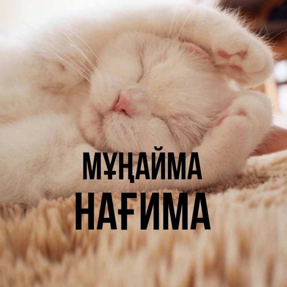 Күн сайын ашық хат с именем, НАҒИМА Мұңайма Котенок спит Онлайн тегін жүктеп алу тілектері бар керемет карта 