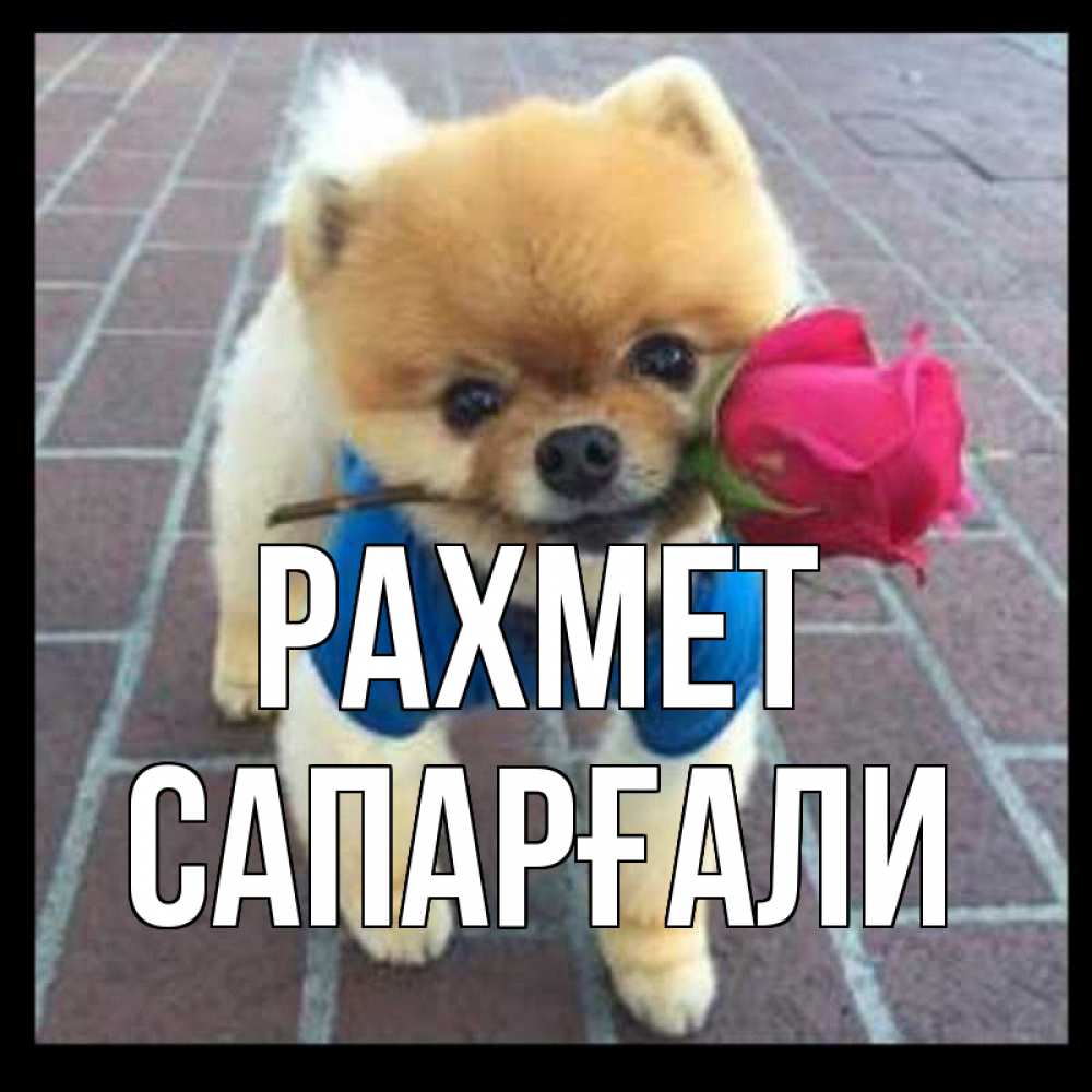 Күн сайын ашық хат с именем, САПАРҒАЛИ рахмет спасибо и дарю тебе цветок Онлайн тегін жүктеп алу тілектері бар керемет карта 