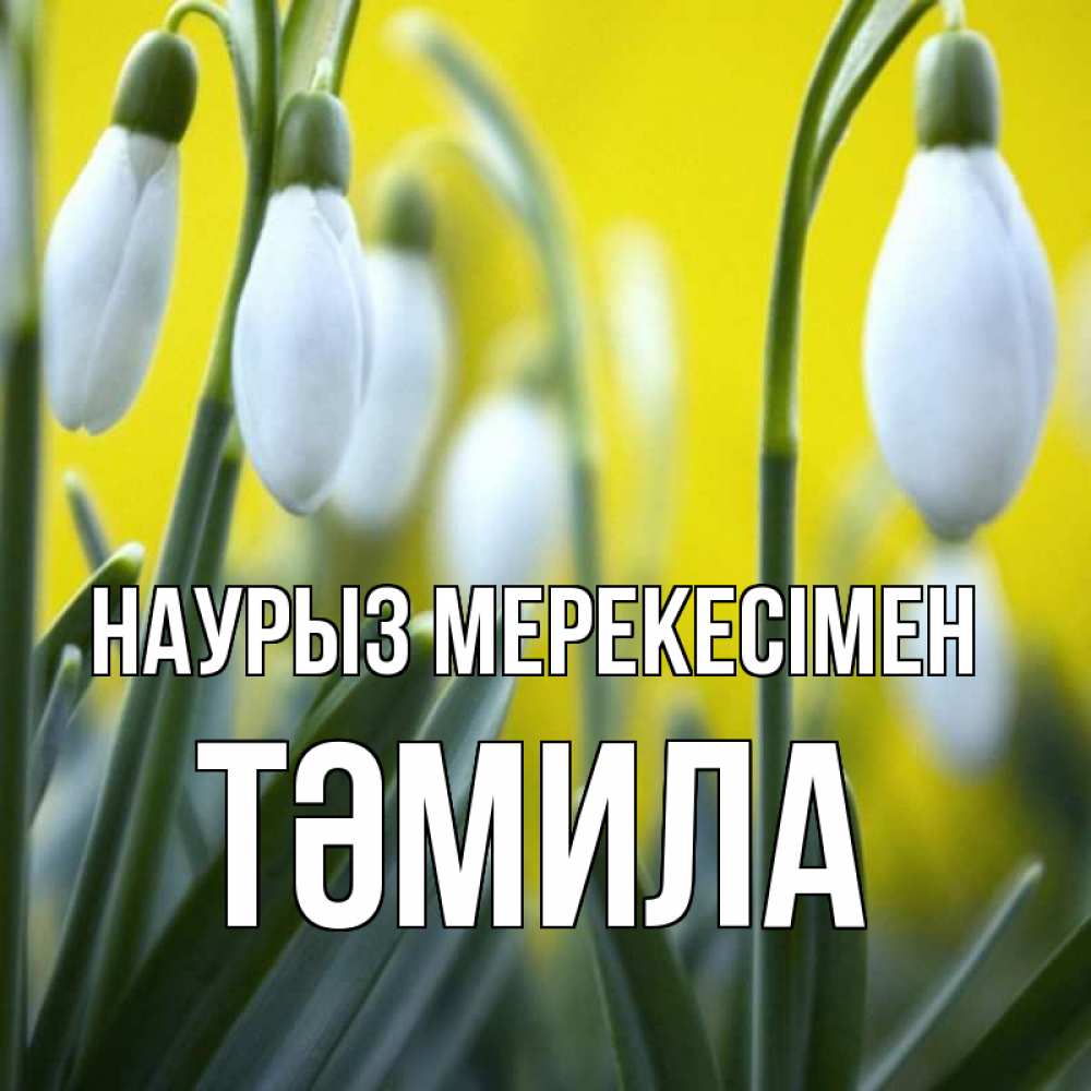 Күн сайын ашық хат с именем, ТӘМИЛА Наурыз мерекесімен весенние цветы Онлайн тегін жүктеп алу тілектері бар керемет карта 