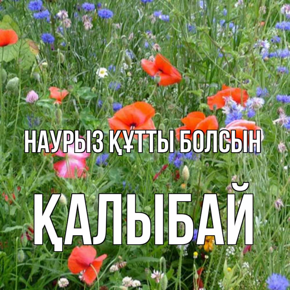 Күн сайын ашық хат с именем, Қалыбай Наурыз құтты болсын наурыз  4 Онлайн тегін жүктеп алу тілектері бар керемет карта 
