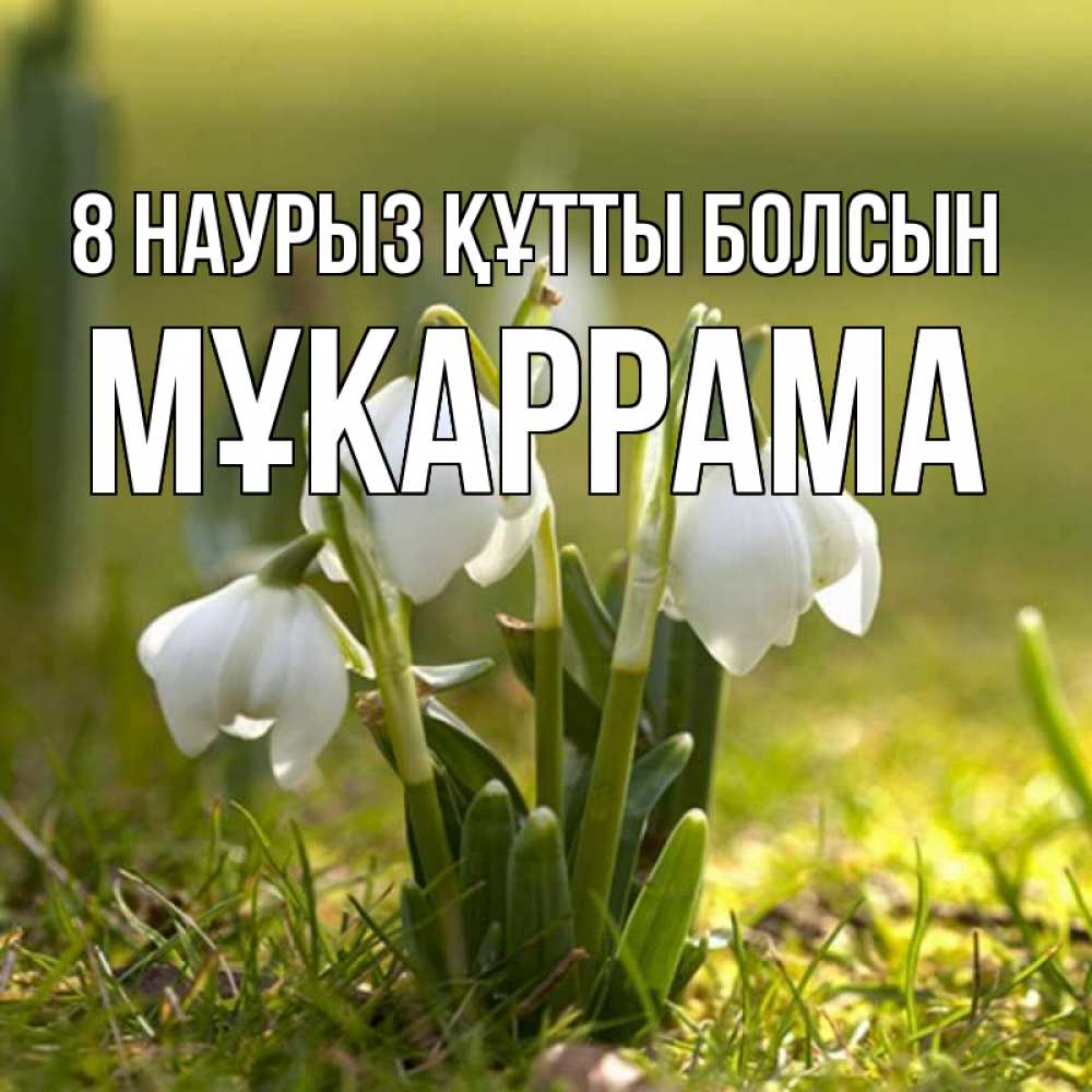 Күн сайын ашық хат с именем, МҰКАРРАМА 8 наурыз құтты болсын ранние цветы 2 Онлайн тегін жүктеп алу тілектері бар керемет карта 