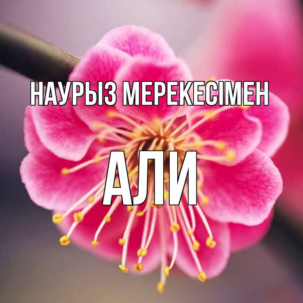 Күн сайын ашық хат с именем, Али Наурыз мерекесімен цветы Онлайн тегін жүктеп алу тілектері бар керемет карта 
