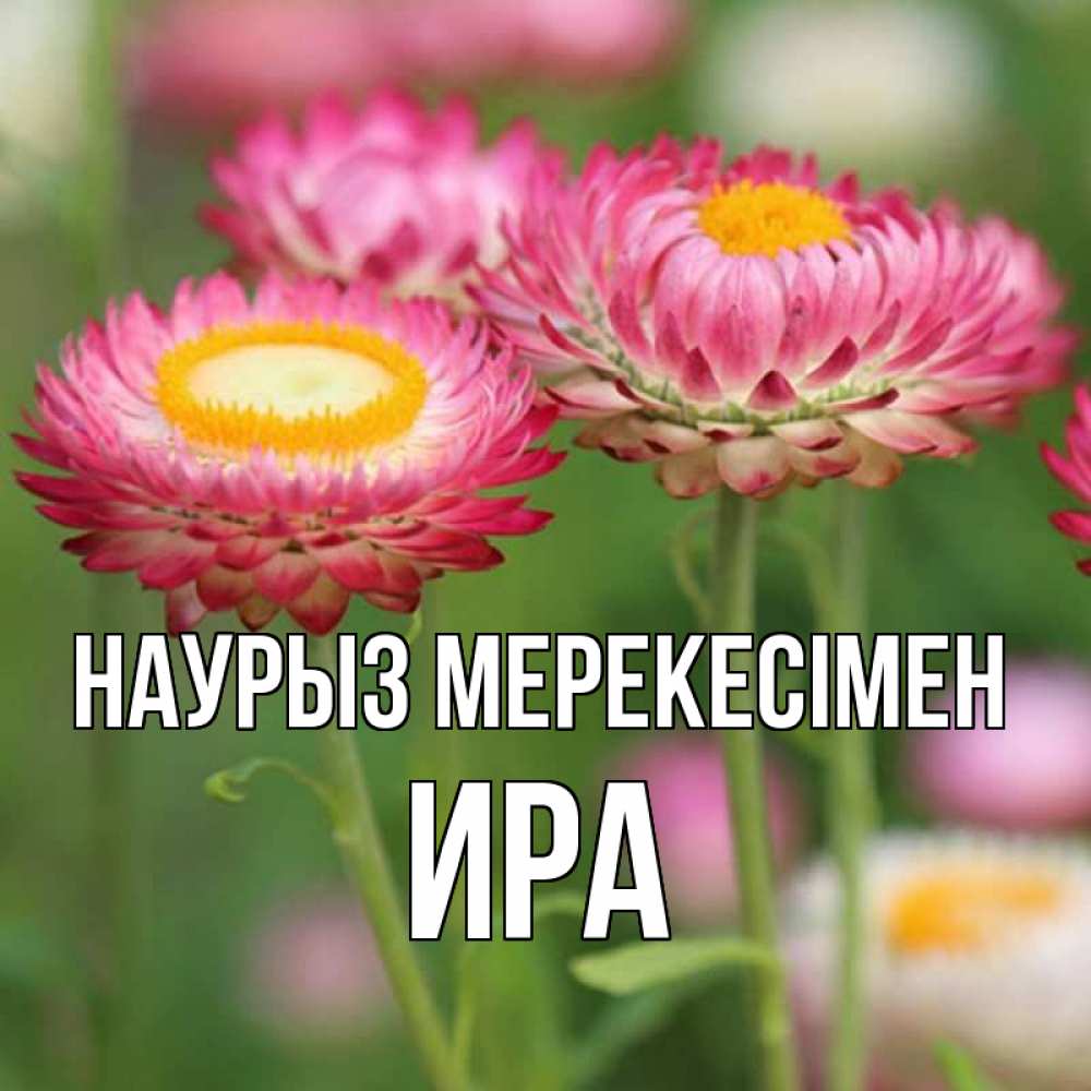 Күн сайын ашық хат с именем, Ира Наурыз мерекесімен подарок на международный женский день Онлайн тегін жүктеп алу тілектері бар керемет карта 