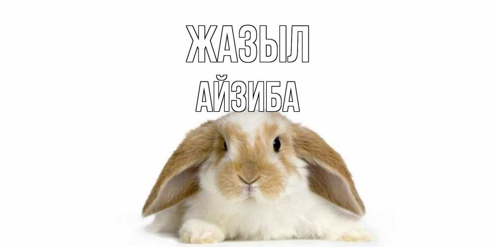 Күн сайын ашық хат с именем, АЙЗИБА Жазыл вислоухий кролик белого и коричневого цвета Онлайн тегін жүктеп алу тілектері бар керемет карта 