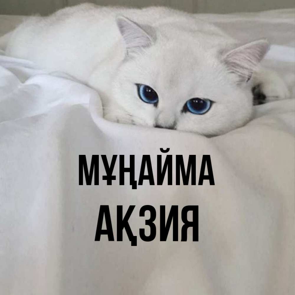 Күн сайын ашық хат с именем, Ақзия Мұңайма Голубоглазая кошка Онлайн тегін жүктеп алу тілектері бар керемет карта 