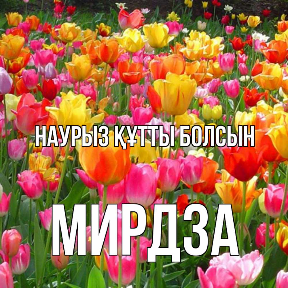 Күн сайын ашық хат с именем, Мирдза Наурыз құтты болсын на наурыз  ура ура Онлайн тегін жүктеп алу тілектері бар керемет карта 