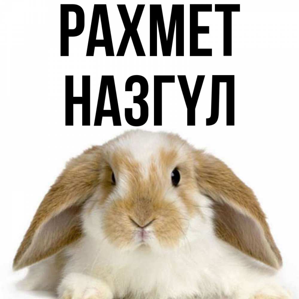 Күн сайын ашық хат с именем, НАЗГҮЛ рахмет коричнево белый заяц Онлайн тегін жүктеп алу тілектері бар керемет карта 