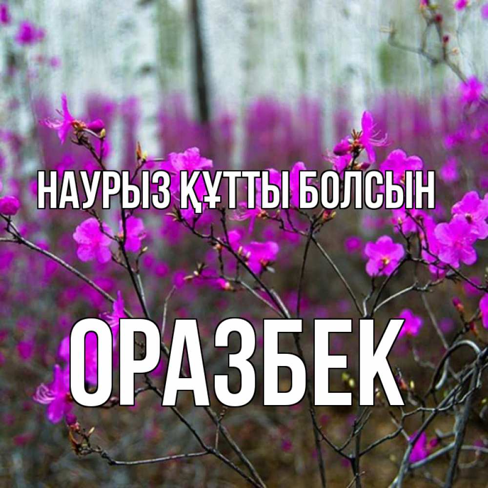 Күн сайын ашық хат с именем, ОРАЗБЕК Наурыз құтты болсын дикие цветы Онлайн тегін жүктеп алу тілектері бар керемет карта 