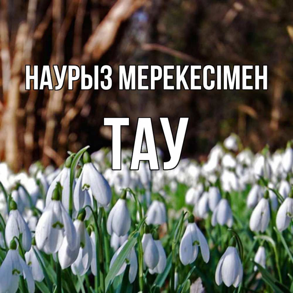 Күн сайын ашық хат с именем, ТАУ Наурыз мерекесімен с подснежниками 1 Онлайн тегін жүктеп алу тілектері бар керемет карта 